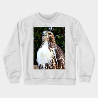 Adult Red Tailed Hawk Crewneck Sweatshirt